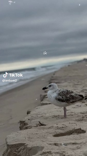 Understanding the Teachings of Muhammad in Islam