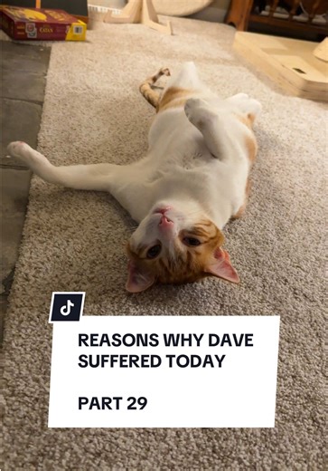Reasons Why Dave the Cat Suffered Today: Part 29