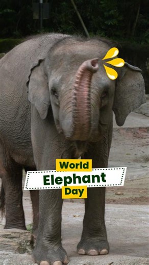 6.8K views · 95 reactions | Ever wondered what's on an elephant's menu ? Join us for World Elephant Day on 17-18 Aug at Singapore Zoo where we will share fascinating elephant facts through fun activities! #MandaiWildlifeReserve #SingaporeZoo #WorldElephantDay #AsianElephant | Mandai Wildlife Reserve | Facebook