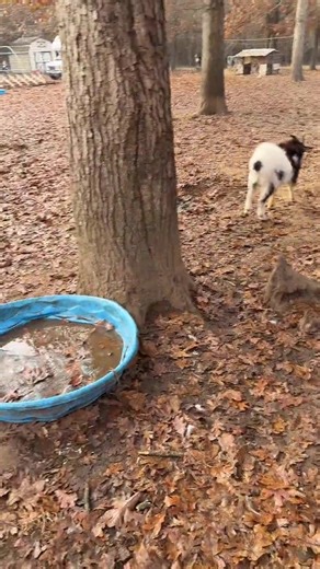 ✨ Meet Mr. Pickles! Our newest rescue resident—and our very first...