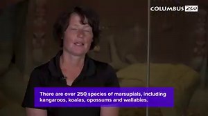 29K views · 444 reactions | What is the strangest fun fact about wombats? Here's a hint: It has to do with their ! Check out this episode of Columbus Zoo Qs (featuring the adorable Glen) to find out more. | Columbus Zoo and Aquarium | Facebook