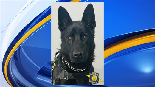 MSU vets treating MSP K9 after poisoning, second time in 6 months