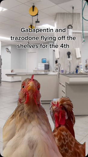 12K reactions · 20 shares | Another honorable mention : sileo! Make sure to get your pets meds ASAP if they need them!!! #dog #dogs #dogsofig #reels #cat #cats #catsofig #dogstagram #catstagram #pet #pets #petsofinstagram #petsagram #vet #vettechsofinstagram #vettechs #vettech #vetsofig #vetstudent #vetfluencer #explorepage #explore #vetmed #vetschool #vetmedhumor #vetmedig #vetmedlife | Amber Elalem | Facebook