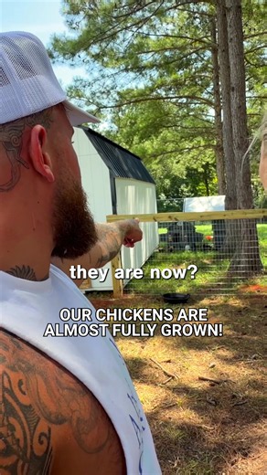 Growing Backyard Chickens: Tour of Their Run, Coop, and Animal Areas