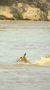 Lion Attack🐊🦁🐆 #lionattack #wildlifeattack #lion #wildlife #conservation #nature #animals #endangeredspecies #extinction #savethelions #protectwildlife #wildlifephotography #bigcats #bigwildcats #predators #apexpredators #safari #serengeti #africa #krugernationalpark | Latest Sightings - Kurger