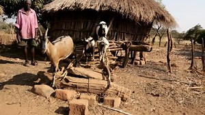 Today is #GivingTuesday ! Let’s come together to support and empower kids in need today by giving … kids! Donate a goat through World Vision USA, and your gift will be matched (today) with a donation of product (up to $1 million) from Thirty-One Gifts. https://wv.link/EBKX | CeCe Winans