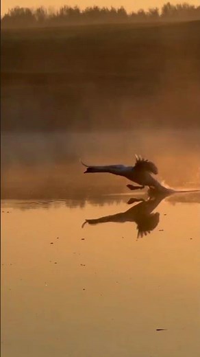Voici comment un cygne se pose sur l'eau