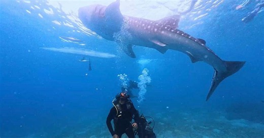 The Day I Swam With A Whale Shark