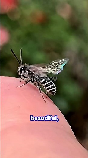 Sweat Bee - A Beautiful Little Bee That Loves Sweat #facts #animals