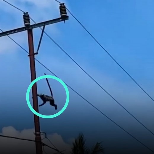 This monkey’s mischief ended in the worst possible way. Its curiosity made it climb an electric post. However, when it wanted to climb down, a deafening explosion ended its adventures. A group of young men were witnesses and approached to check its state. When they saw the animal, they thought it was too late, but their noble hearts wouldn’t let them give up so soon. You can now also find us on Youtube: http://bit.ly/yt-thekiwi | The Kiwi