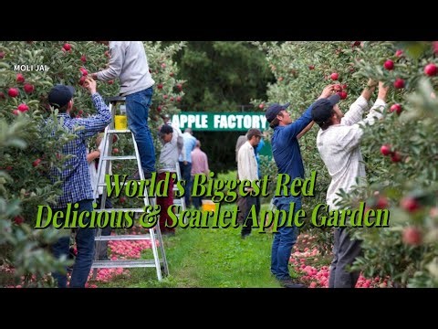 the Giant Red Delicious & Scarlet Apple Paradise | Full Documentary Video