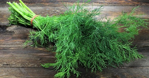 Cuisiner avec l'aneth : nos idées recettes