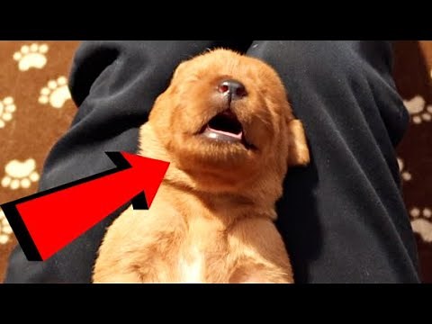 2 WEEK OLD RED LABRADOR PUPPIES!!