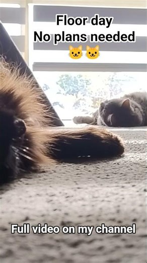 Cat Therapy Session #cat #catlifes #kitten #cute #catball #prettycat #pets #kitty #catplay #mycat