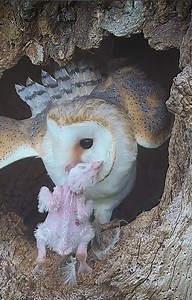 Gylfie once doted on Solo 😱 After days without food, Gylfie's first 'only chick' preyed on it's own sibling! This barn owl is now brooding a new only baby, but I doubt this will happen again. Watch the nest cam LIVE👇 https://www.robertefuller.com/pages/live-from-fotherdale | Robert E Fuller