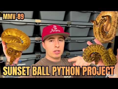 Sunset Ball Python Project SPOTLIGHT!