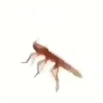 Dancing cockroach meme