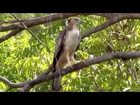 Changeable Hawk Eagle Call