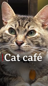 9.9K views · 324 reactions | Welcome inside London's latest cat café hoping to find new homes for rescued felines.  bbc.in/3y42ZMp | BBC London | Facebook
