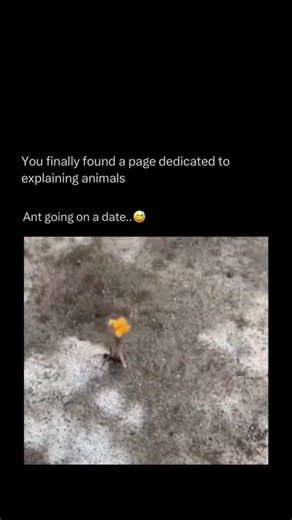 Explaining All Animals on Instagram: "Follow @explaining.animals to learn everything about animals one post at a time 🧠🔥 A single ant may be very small, but it can move objects much larger than itself. Using its strong jaws, the ant can lift and carry food or other items that weigh many times more than its own body. To manage such heavy loads, the ant carefully adjusts its position and uses its legs and body for balance. Even alone, the ant’s strength and determination allow it t