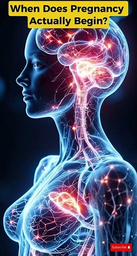 When Does Pregnancy Actually Begin? | The Real Start of Life