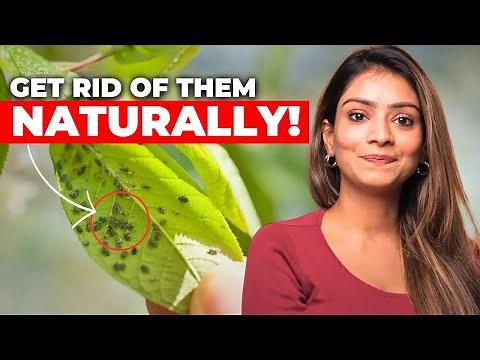 Guide to Organic Pest Control in Your Garden | Natural Pest Control