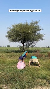 Hunting for sparrow eggs #nest #sparrow #eggs #farming #hunting | Farmer hunter