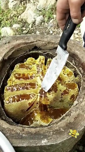 Harvesting Honeycomb: A Close-Up Beekeeping Guide