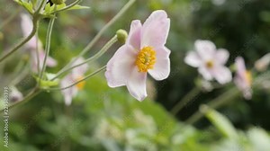 Japanese anemone x hybrida by the day shallow DOF 4K footage