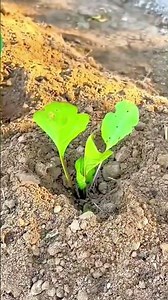 Farmer using a specialized manual planter tool to precisely sow seeds in cultivated field