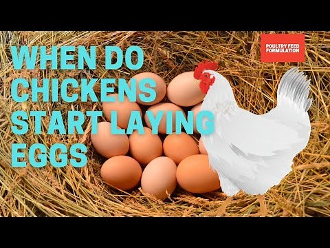 Unlocking the Secret: When Do Chickens Start Laying Eggs?