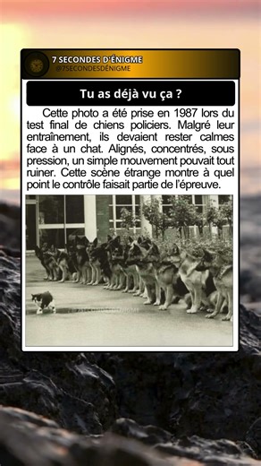 Le test le plus étrange de chiens policiers