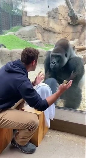 Magic Trick Astonishes Gorilla, Spreads Joy at the Zoo! #MagicMoment #ZooFun #ViralVideo