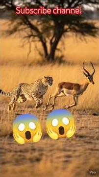 "Fastest Chase in the Wild – Impala vs Cheetah!"#shorts #trending #ytshorts