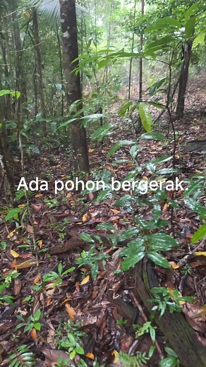 5.9K reactions · 37 comments | Basmi hama.. | Fain Gleen Silap | Facebook