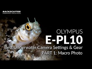 Olympus E-PL10 | Best Underwater Camera Settings | Part 1 - Macro Photo