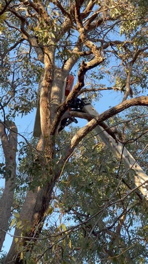 Tree people are in.. Ferd is soooo angry.. 😡😬the cherry picker is right above his aviary . Man I’m going to suffer for this for the next few days . Removing this big eucalypt will keep him safe.. not that he cares!!😖😖 | Macaws And More