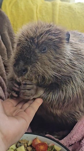 948K views · 30K reactions | Alright, Dylan update. The roof of her...