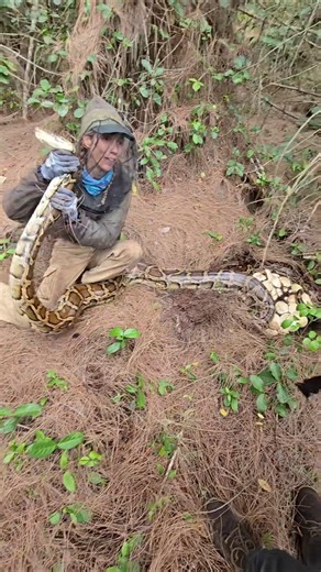 GIANT PYTHON NEST