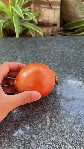 1.4M views · 8.1K reactions | Tips for growing onions at home reels onion @treeplantingideas\60 D:\Mom Contents\Gen2 Drive\Mom Contents\4a- | DecCheer | Facebook