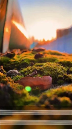 HD Selfie Camera with Filters – Free App