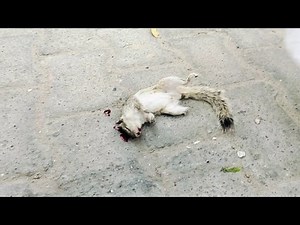 The Tragic Death of Peanut the Squirrel