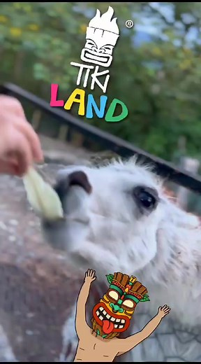 6.3K views · 23 reactions | Tiki bar on Reels | Facebook