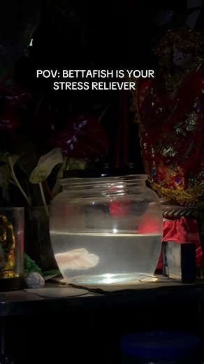 The Importance of a Tank for Your Betta Fish