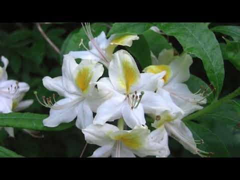 This Masquerade - smooth jazz guitar instrumental