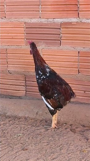 Frango Músico Brasileiro Mil Flores ecoando seus primeiros cantos!!!