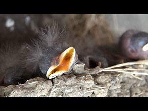 ツバメのかわいい赤ちゃん Cute Baby Birds