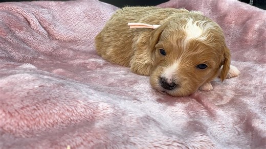 Goldendoodle, Mini puppy for sale