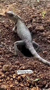 How Pet Lizards Lay Their Eggs 😱 . . . . . #facts #knowledge #reels #trend #virals #fb #post #reelsvideoシ #reelsviralシ #reelsfb #reelsviralシfb #reelschallenge #fbviral #fbpost #short #videos #trending #animals | Amazing Facts