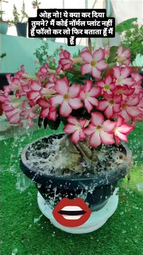 Adenium Care Tips ✨ #adenium #desertrose #adeniumflower #terracegarden